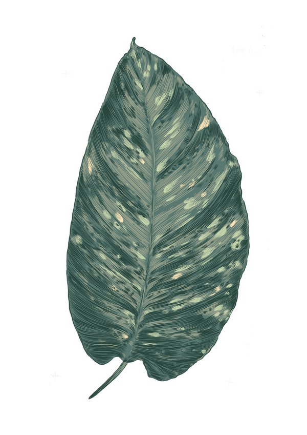 leaf02